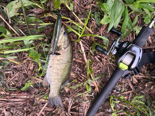 スモールマウスバスの釣果