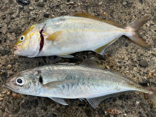 ショゴの釣果