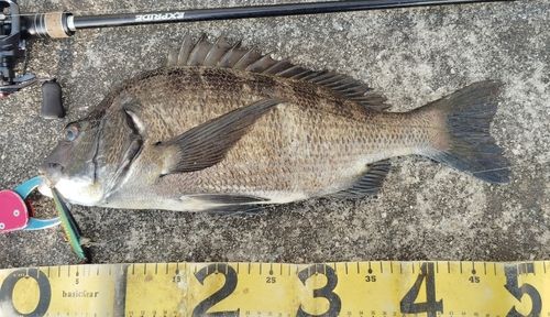 チヌの釣果
