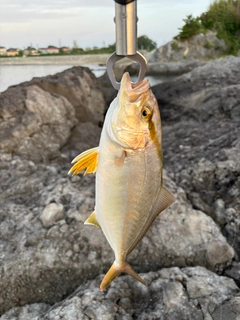 ショゴの釣果