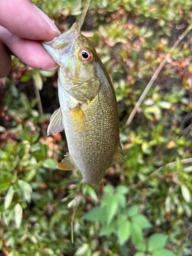 スモールマウスバスの釣果