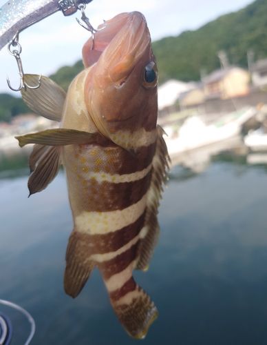 アオハタの釣果