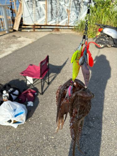 マダコの釣果