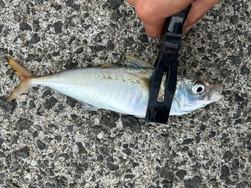 マルアジの釣果