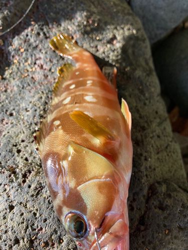 アカハタの釣果
