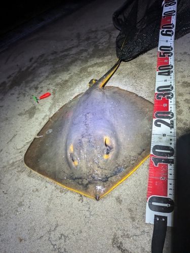 エイの釣果