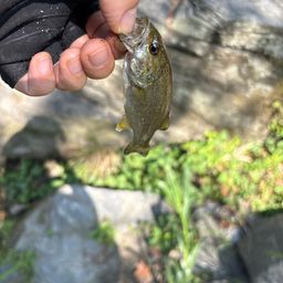 スモールマウスバス