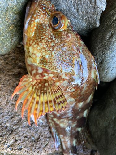 イソカサゴの釣果