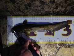 ナマズの釣果