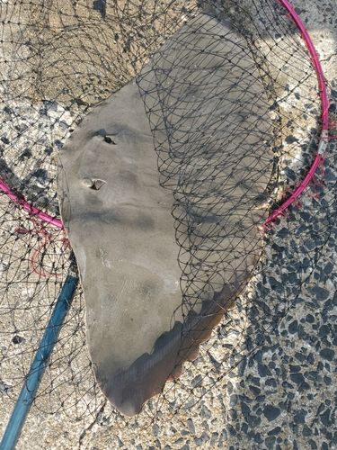 ツバクロエイの釣果