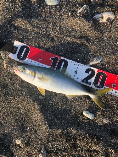 ワカシの釣果