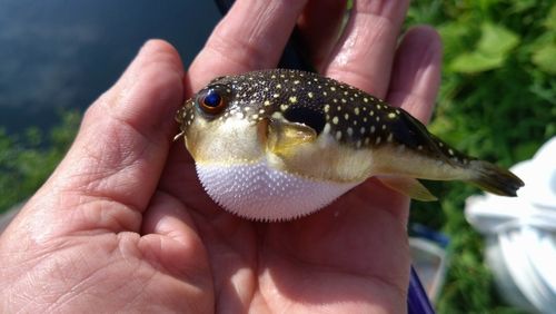 コアユの釣果