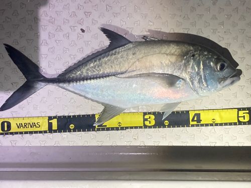 西表島近海