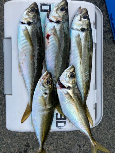 アジの釣果