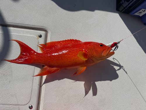 オジロバラハタの釣果