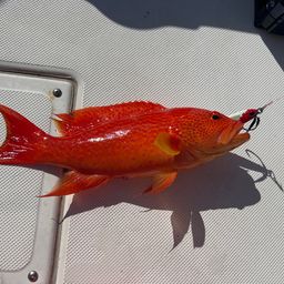 オジロバラハタ