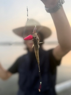 マハゼの釣果