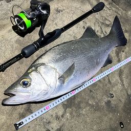 フッコ（ヒラスズキ）