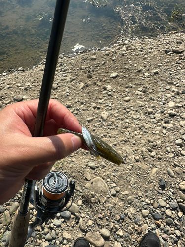 モロコの釣果