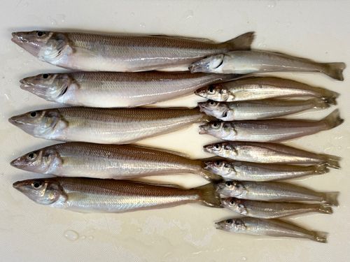 シロギスの釣果