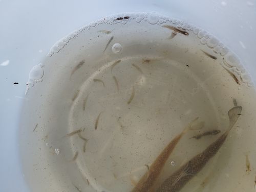 タナゴの釣果