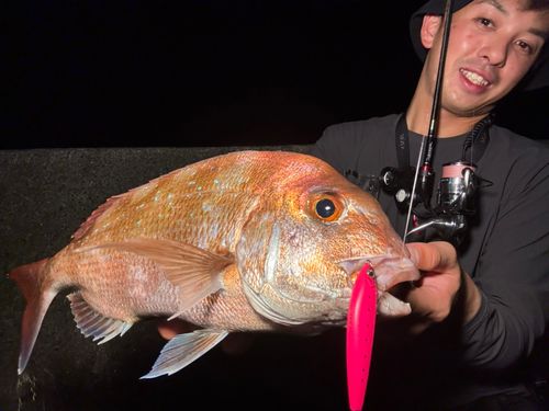 マダイの釣果