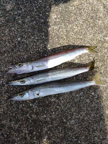 カマスの釣果