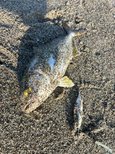 ショゴの釣果