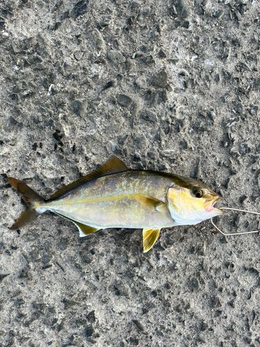 ショゴの釣果