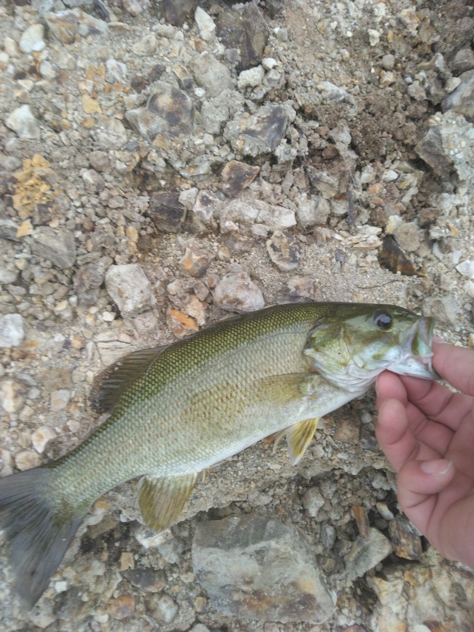 スモールマウスバス