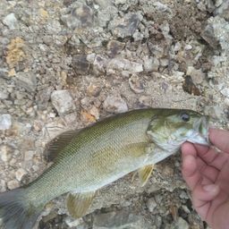 スモールマウスバス