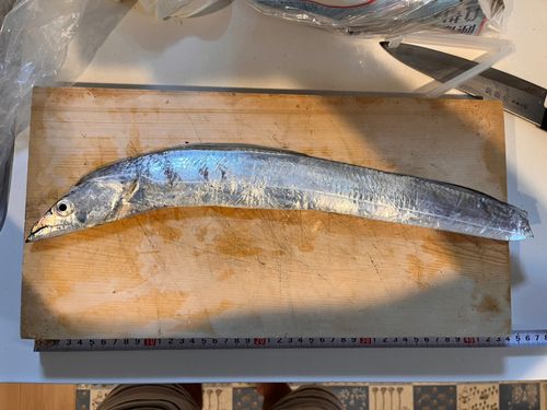 タチウオの釣果