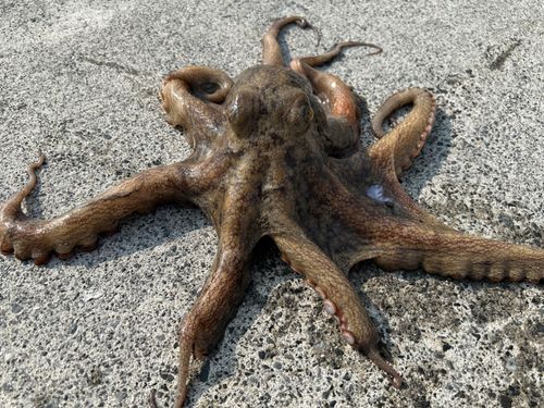 マダコの釣果