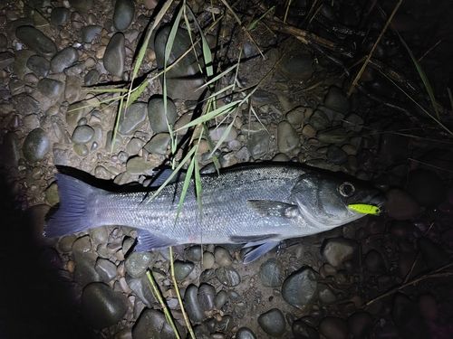 フッコ（ヒラスズキ）の釣果