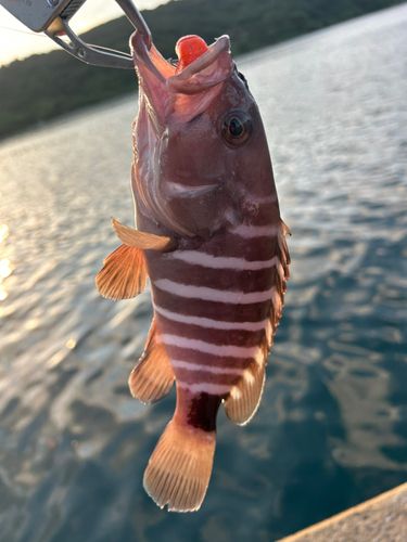 マハタの釣果