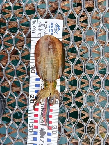 アオリイカの釣果