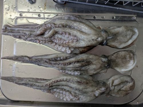 マダコの釣果