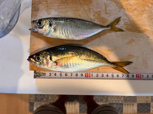 マアジの釣果