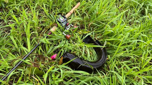 ライギョの釣果