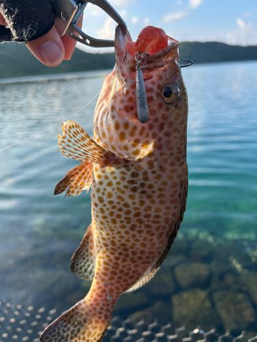 オオモンハタの釣果