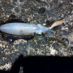 アオリイカ