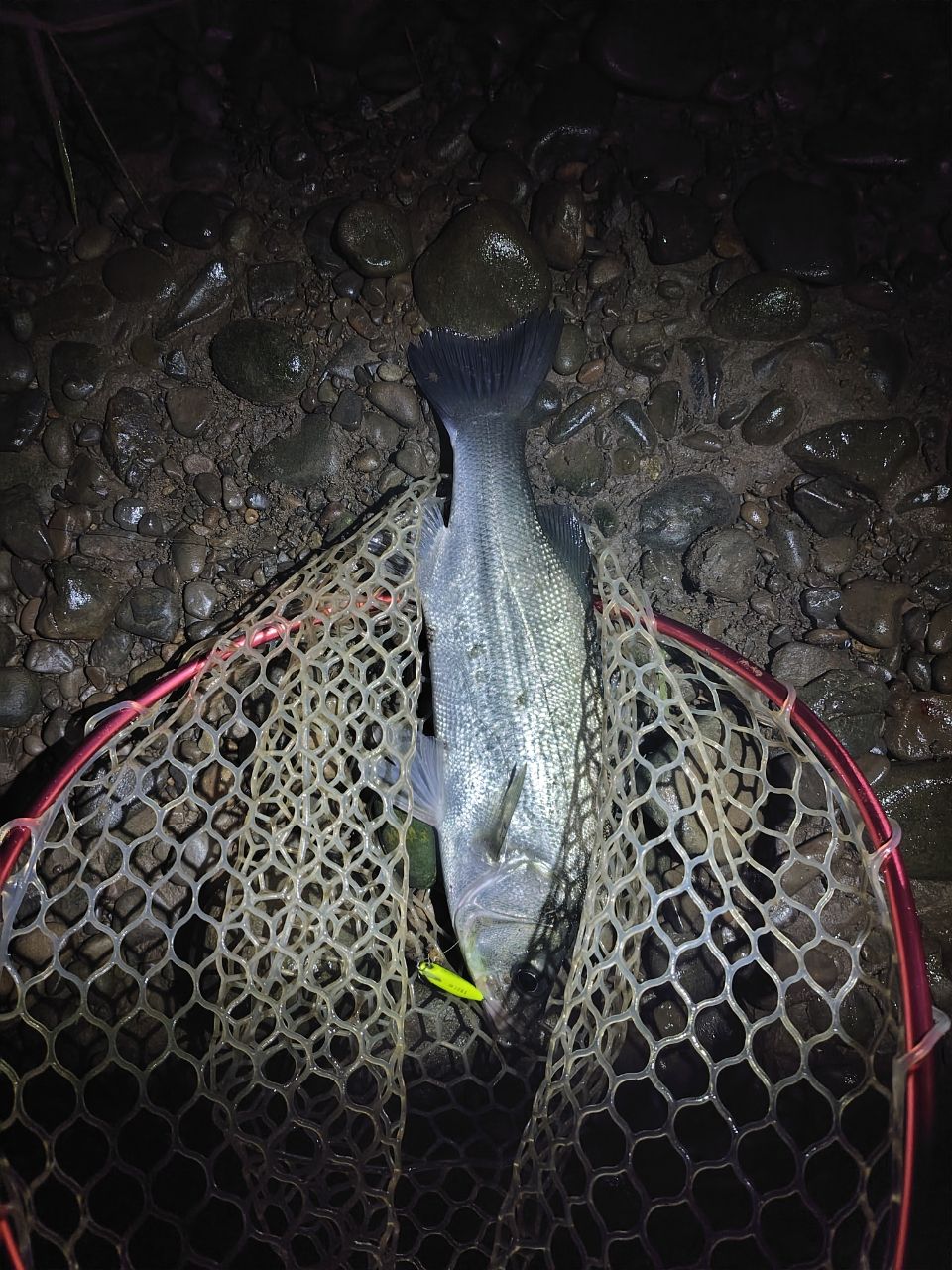 フッコ（マルスズキ）