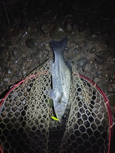 フッコ（マルスズキ）の釣果