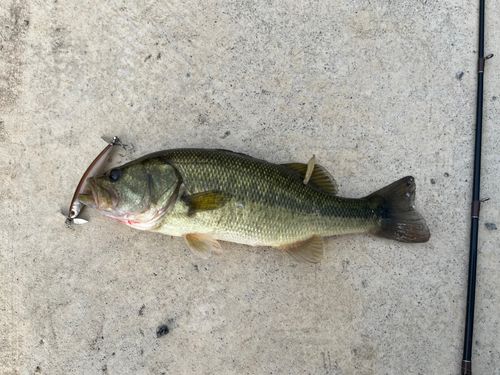 ブラックバスの釣果
