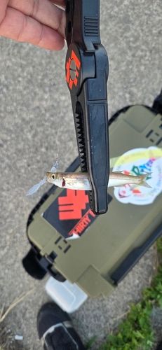 カマスの釣果