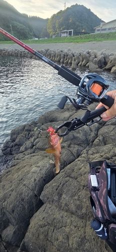 キジハタの釣果