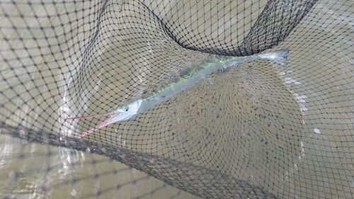 ダツの釣果