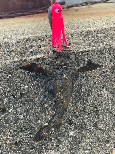 オニオコゼの釣果