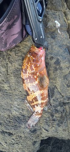 キジハタの釣果