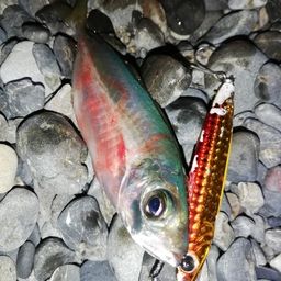 アジ